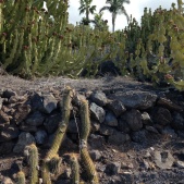 Cacti in landscape